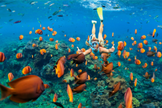 Why You Should Try Molokini Crater Snorkeling