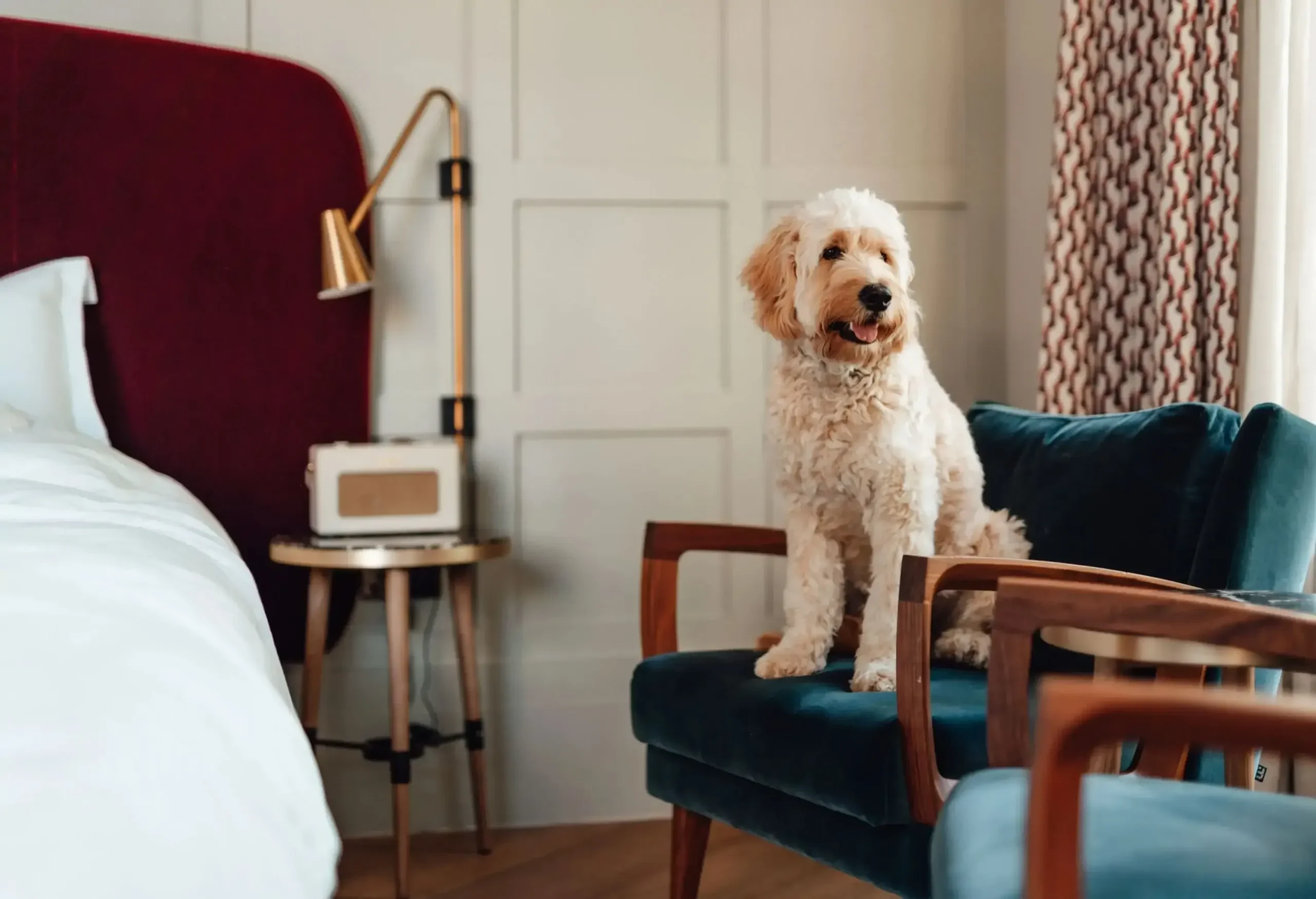 Hotel Service Animal Laws – Guest Access Fees and Accommodation Duties